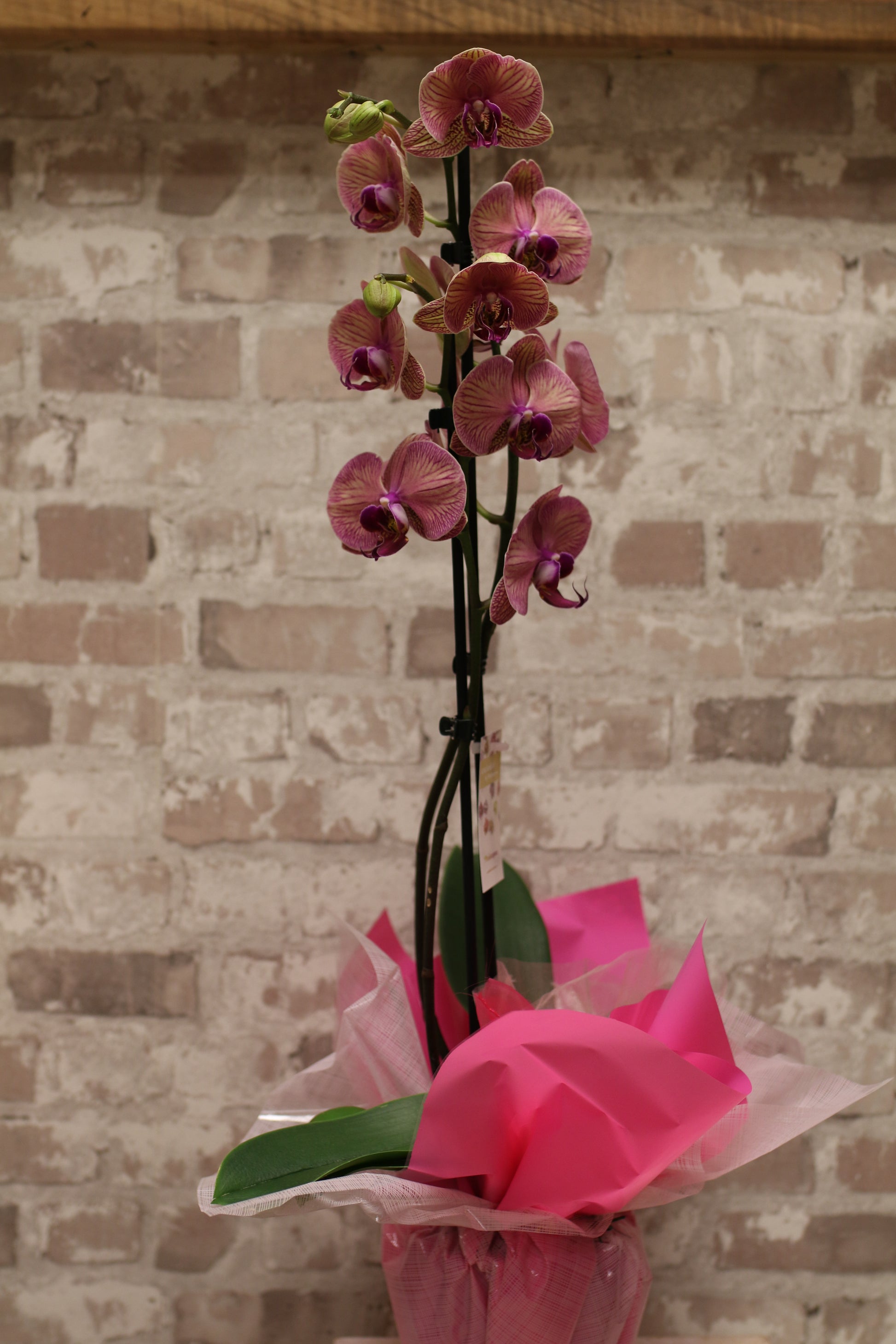 Blush Majesty – Pink Phalaenopsis Orchid in Gift Wrap