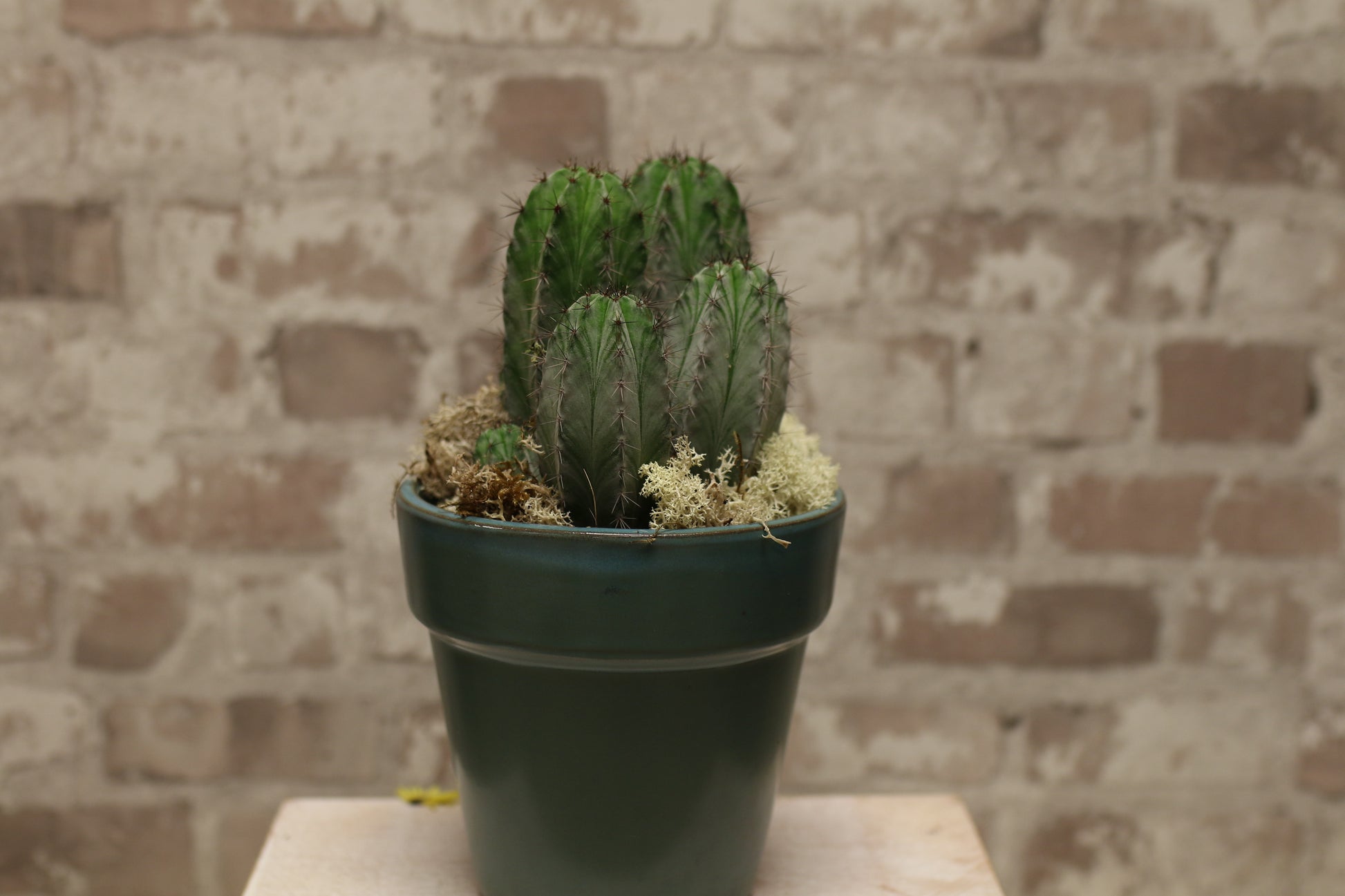 Desert Charm Cactus