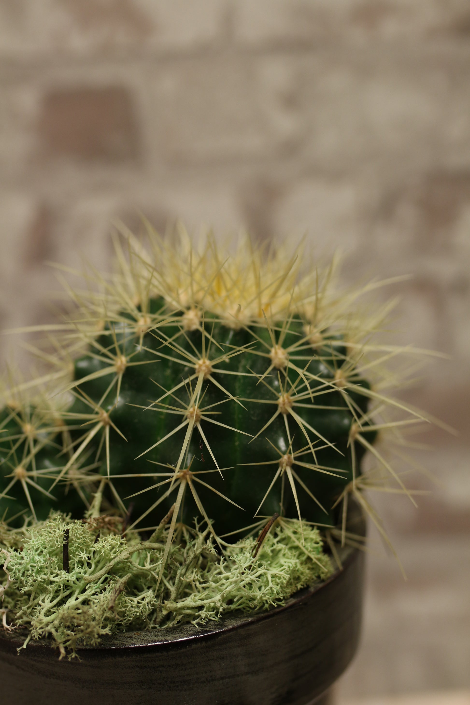 Golden Spire Cactus