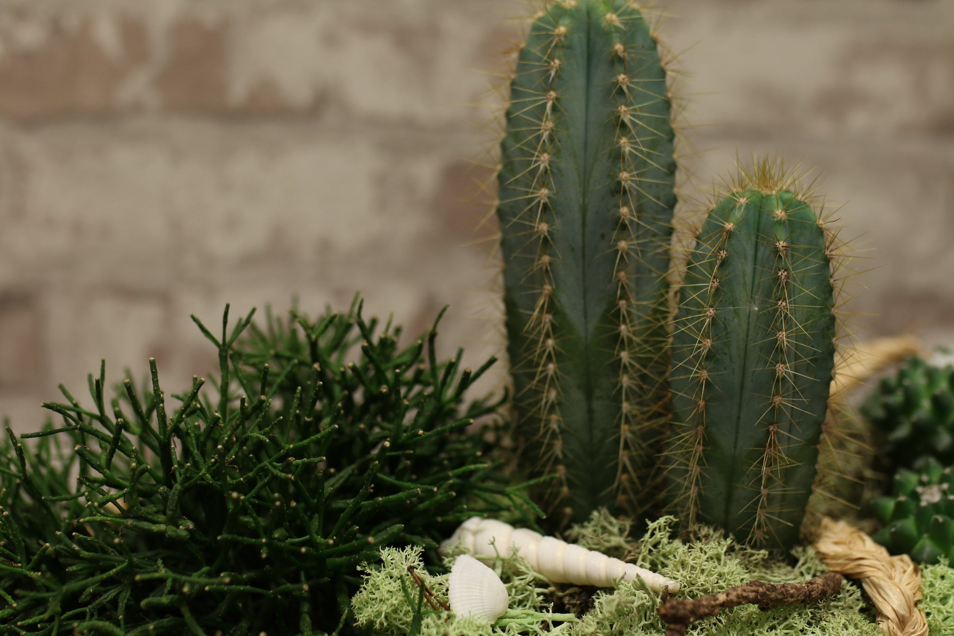 Botanical Boat – Mixed Cactus & Succulent Arrangement