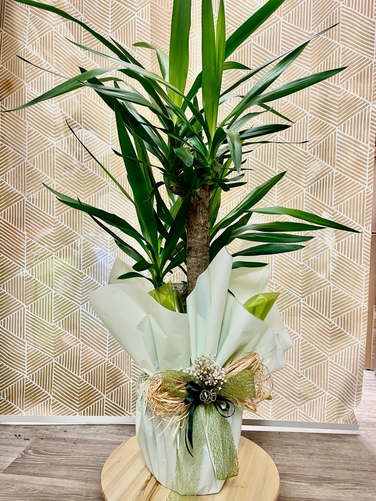 Yucca Indoor Plant