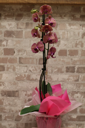 Blush Majesty – Pink Phalaenopsis Orchid in Gift Wrap