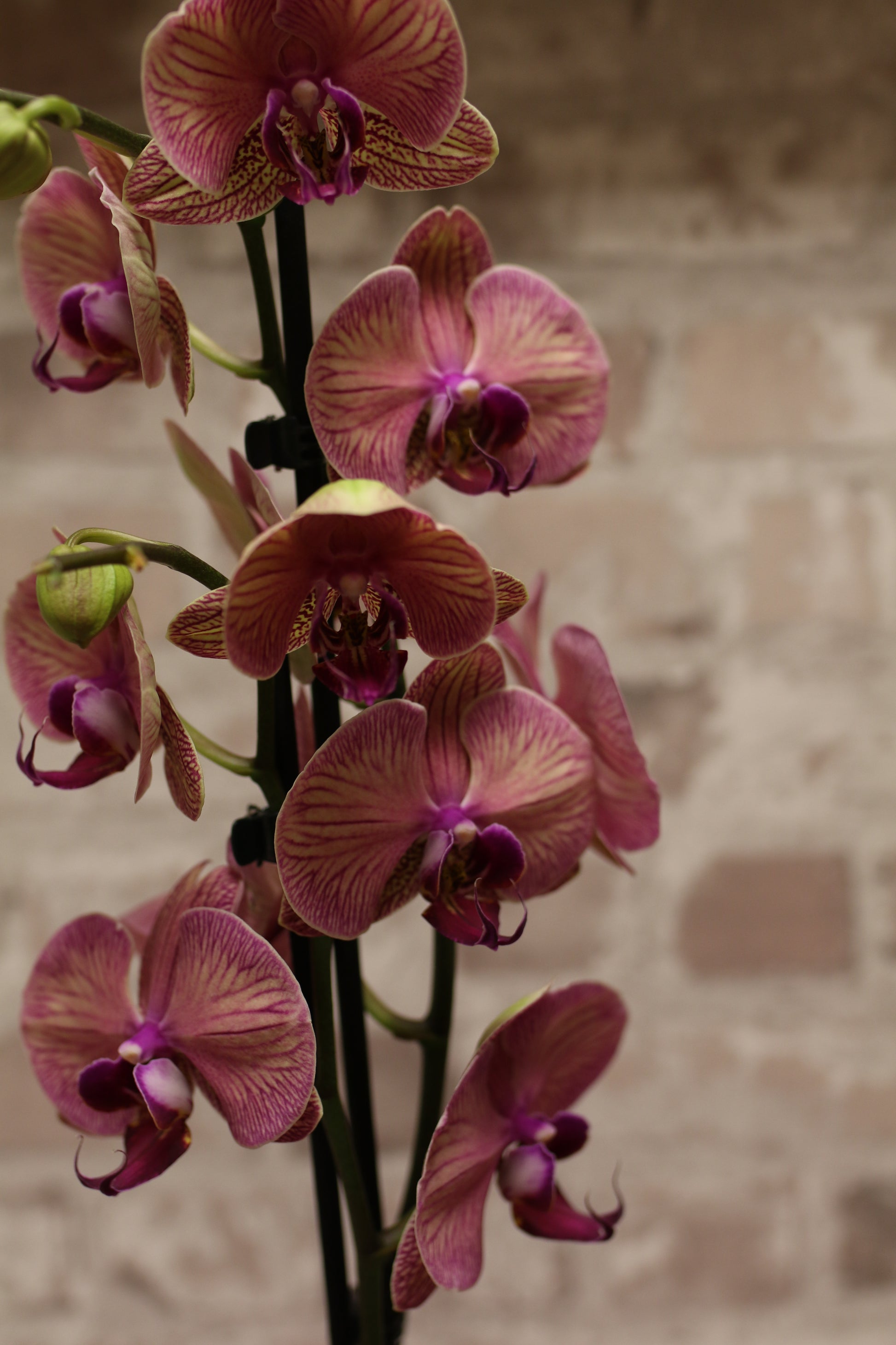 Blush Majesty – Pink Phalaenopsis Orchid in Gift Wrap
