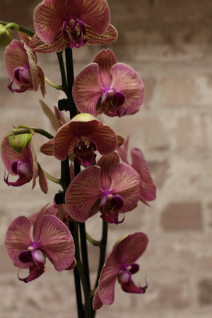 Blush Majesty – Pink Phalaenopsis Orchid in Gift Wrap