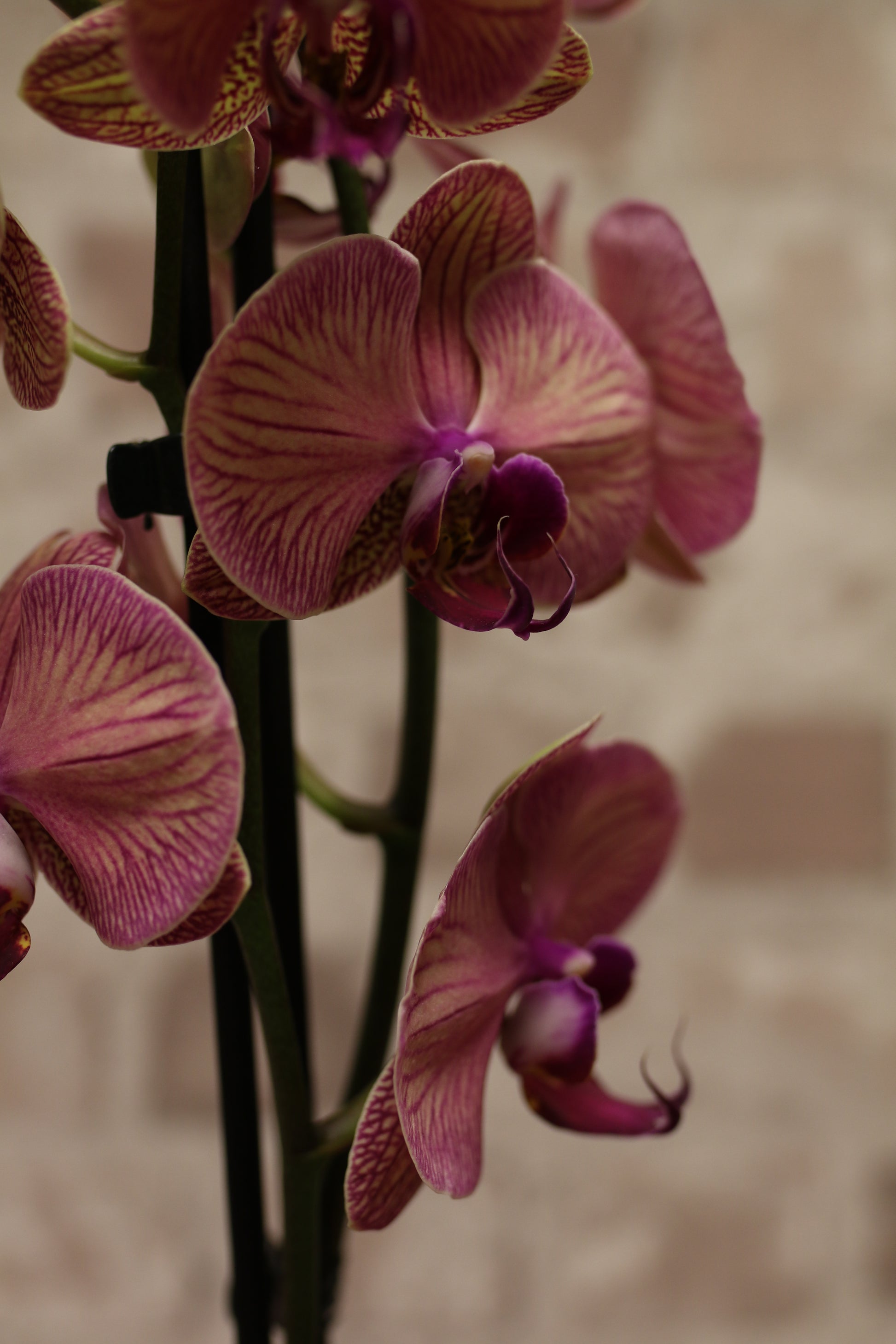 Blush Majesty – Pink Phalaenopsis Orchid in Gift Wrap