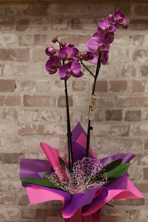 Royal Vibe – Purple Phalaenopsis Orchid in Signature Wrap