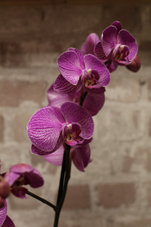 Royal Vibe – Purple Phalaenopsis Orchid in Signature Wrap