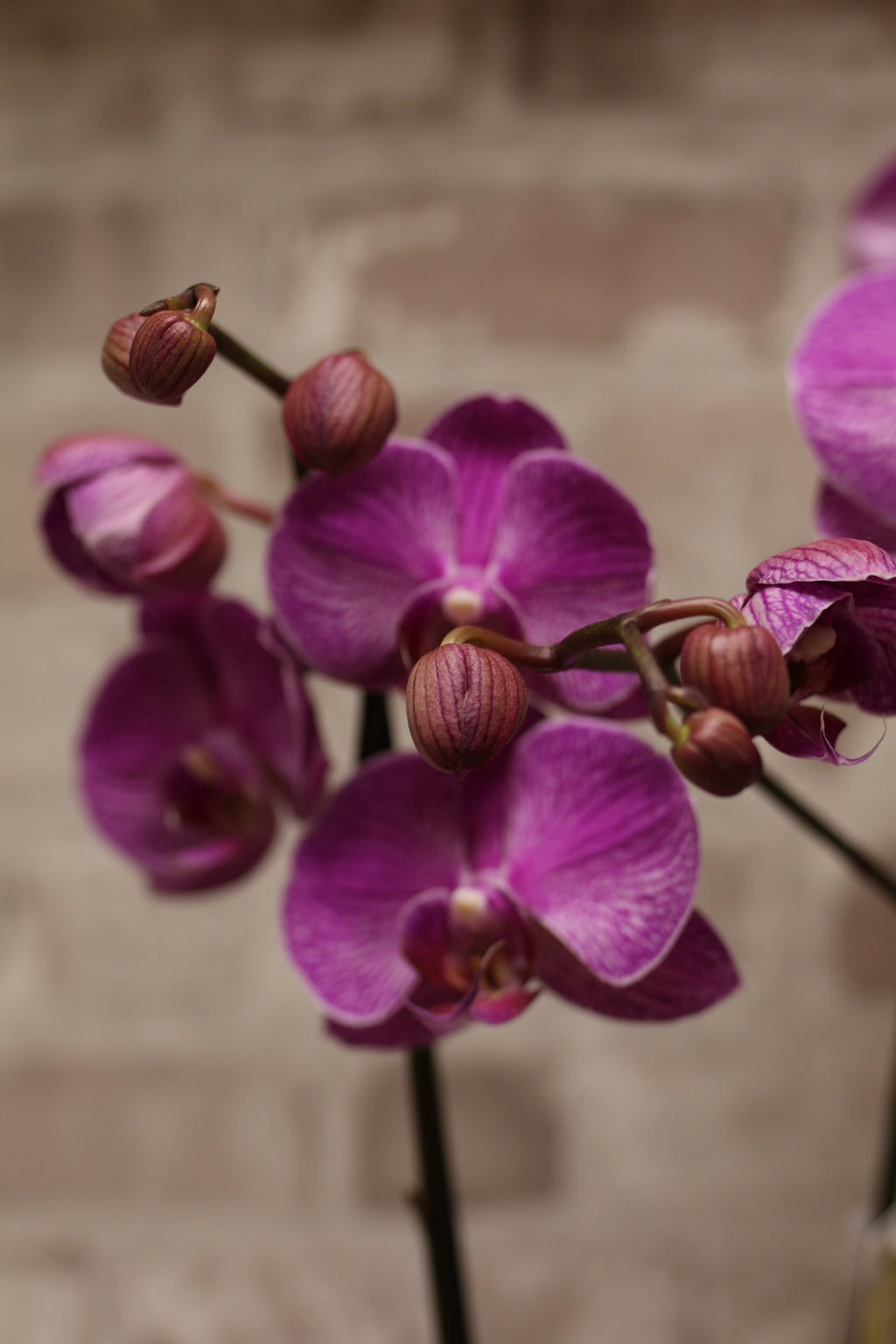 Royal Vibe – Purple Phalaenopsis Orchid in Signature Wrap