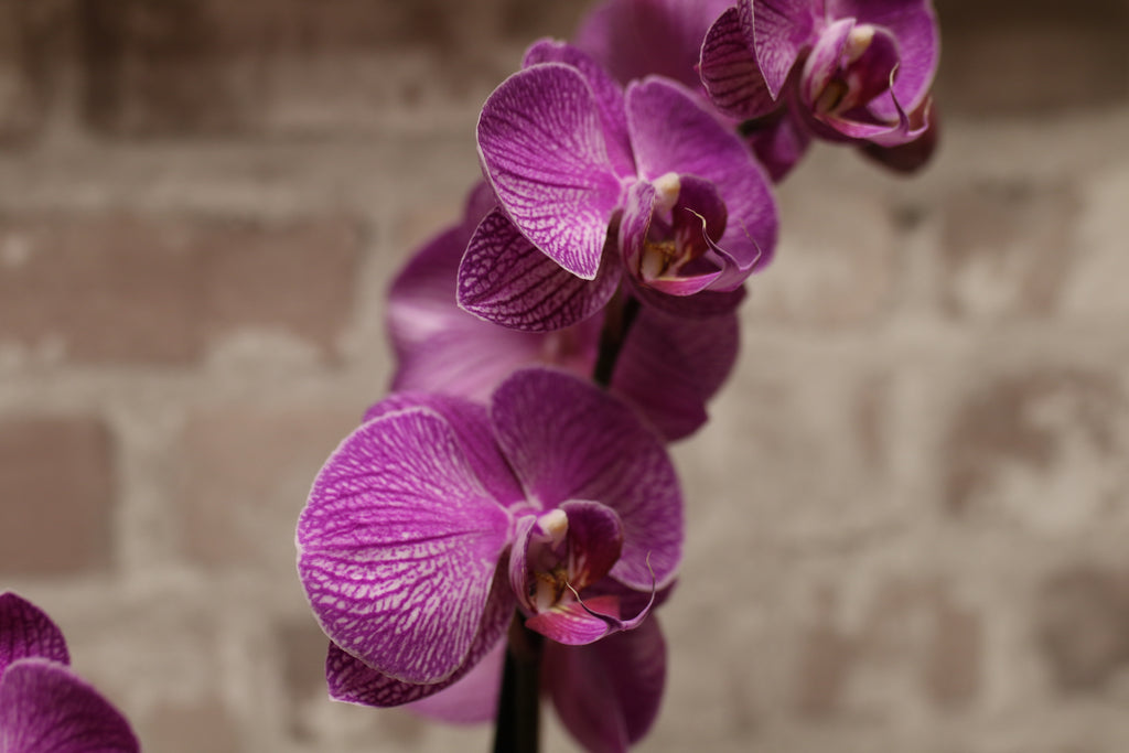 Royal Vibe – Purple Phalaenopsis Orchid in Signature Wrap