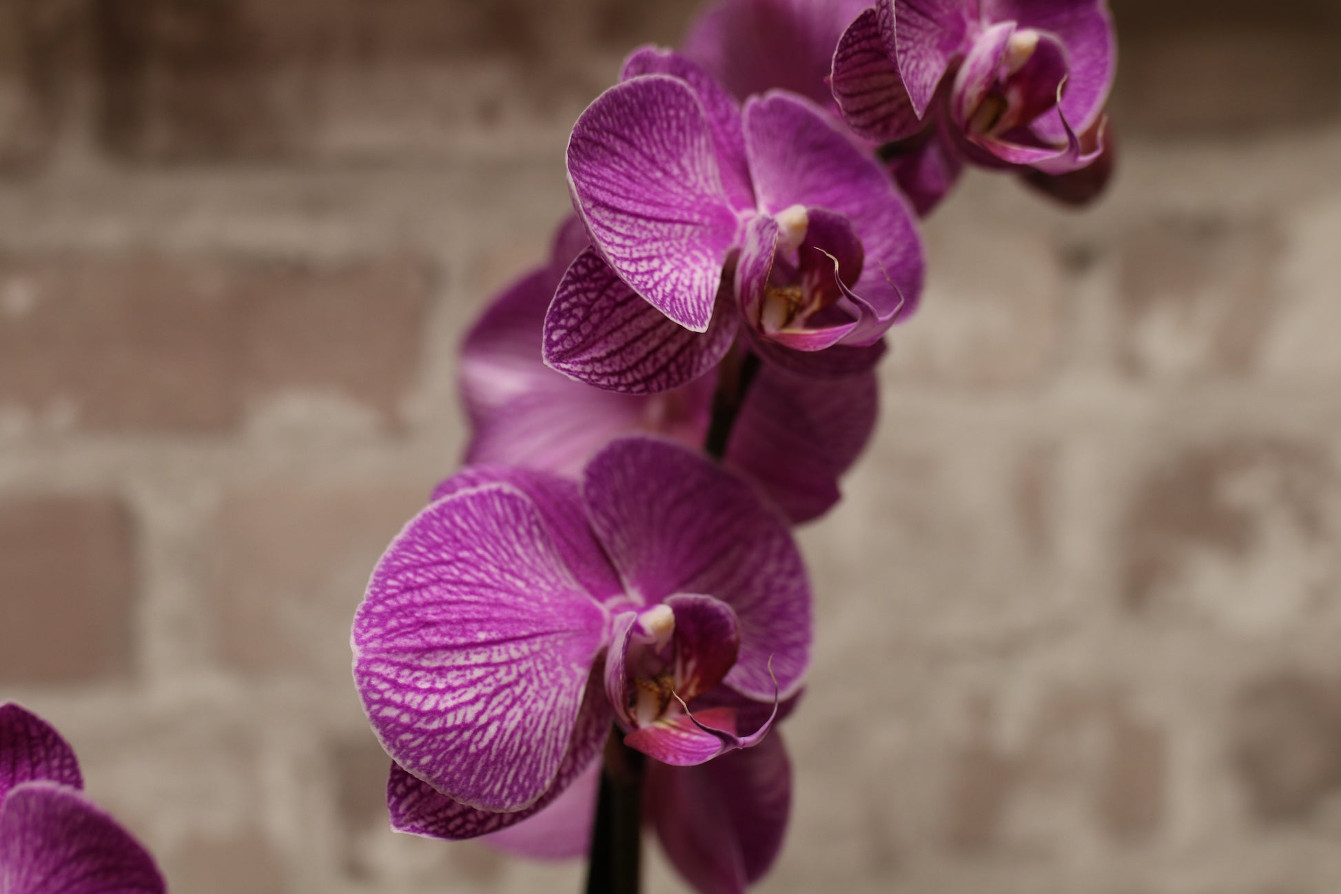 Royal Vibe – Purple Phalaenopsis Orchid in Signature Wrap