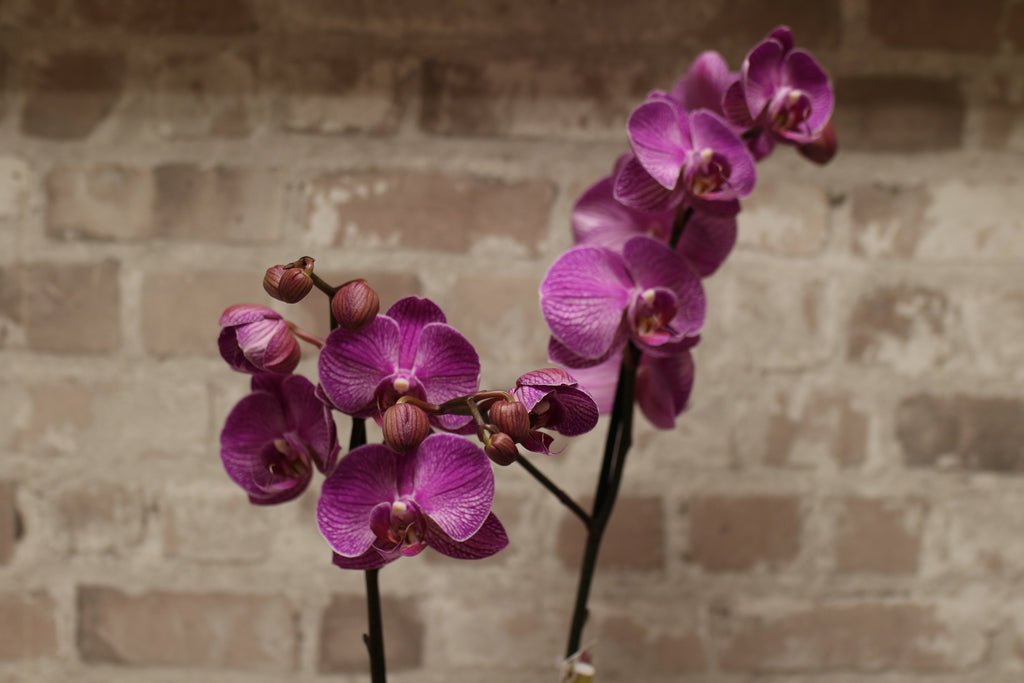 Royal Vibe – Purple Phalaenopsis Orchid in Signature Wrap