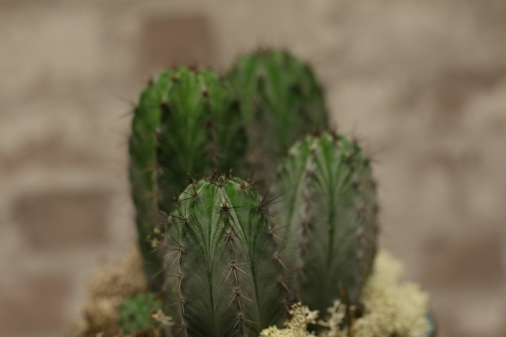 Desert Charm Cactus