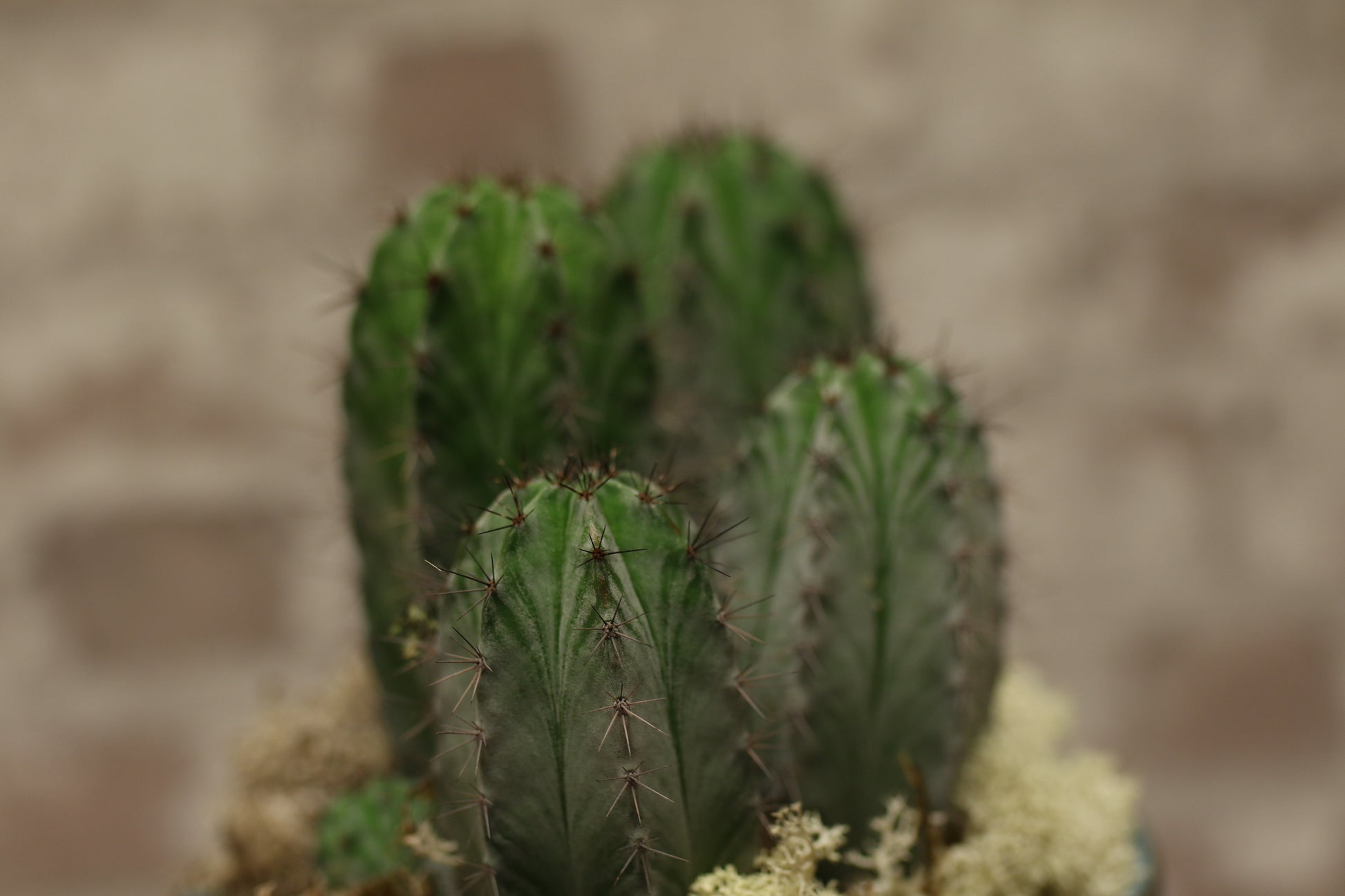 Desert Charm Cactus