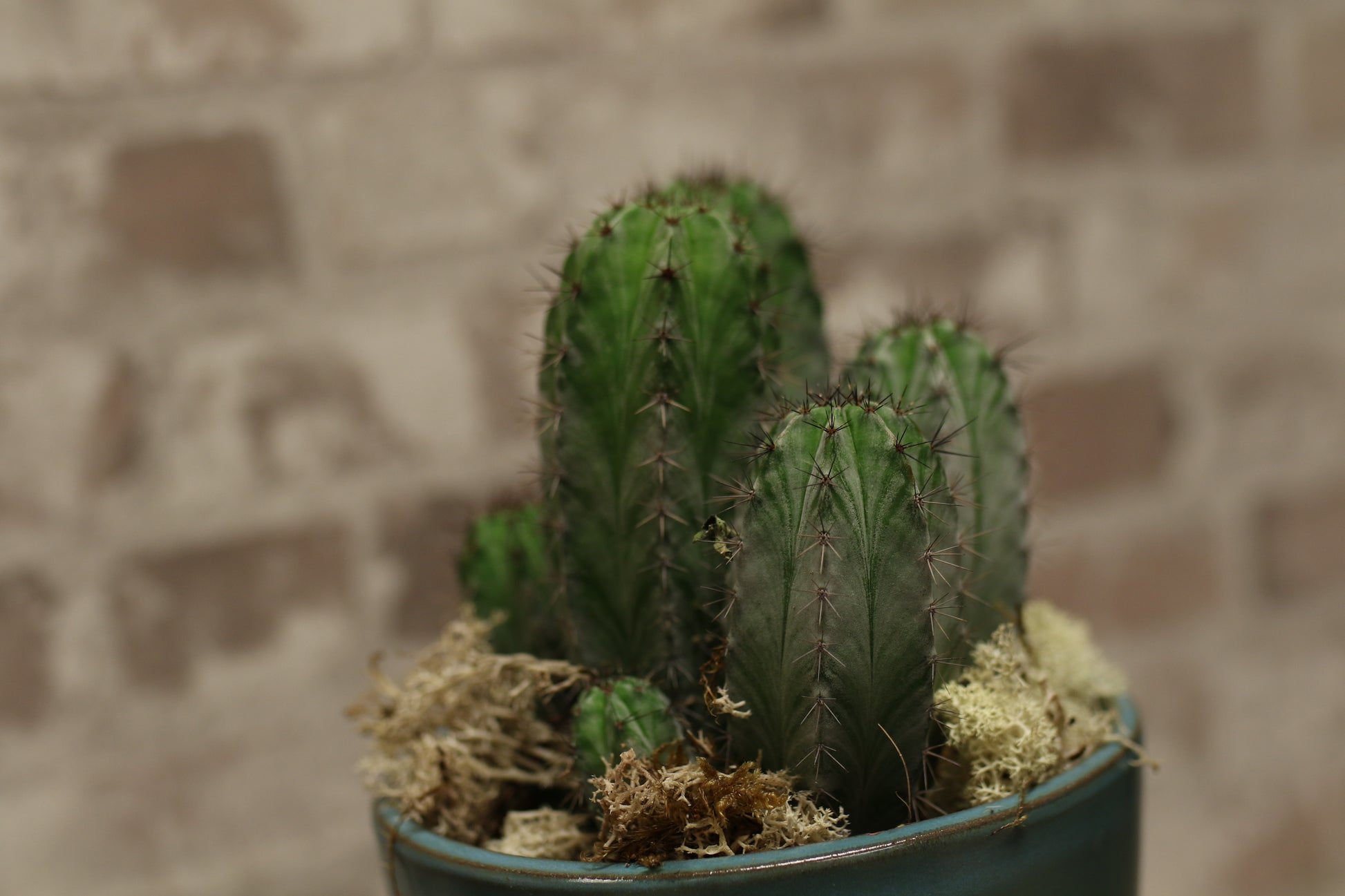 Desert Charm Cactus