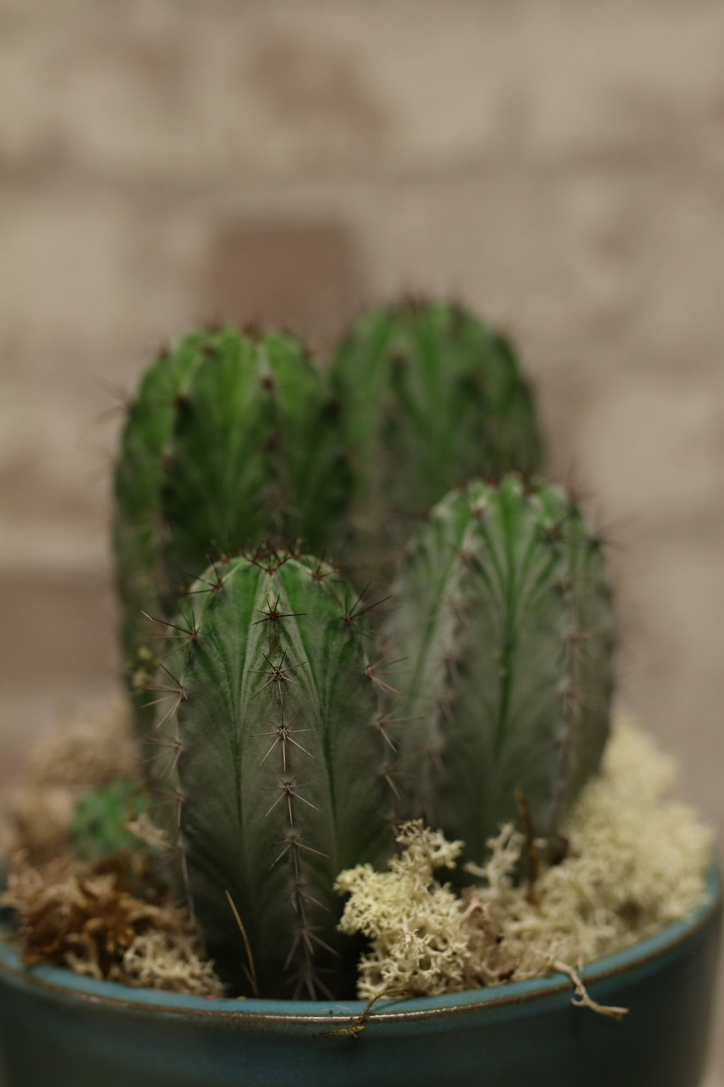 Desert Charm Cactus