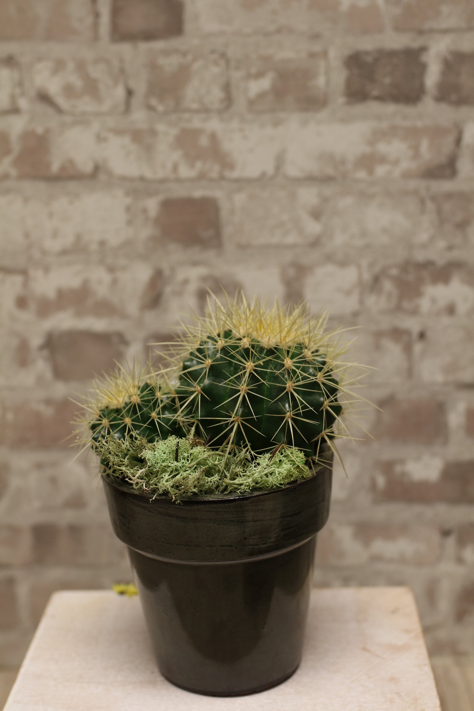Golden Spire Cactus
