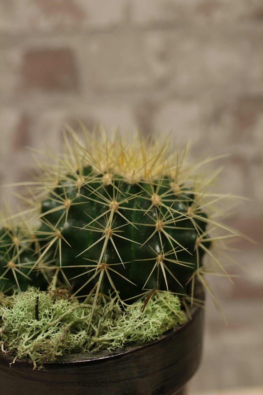 Golden Spire Cactus