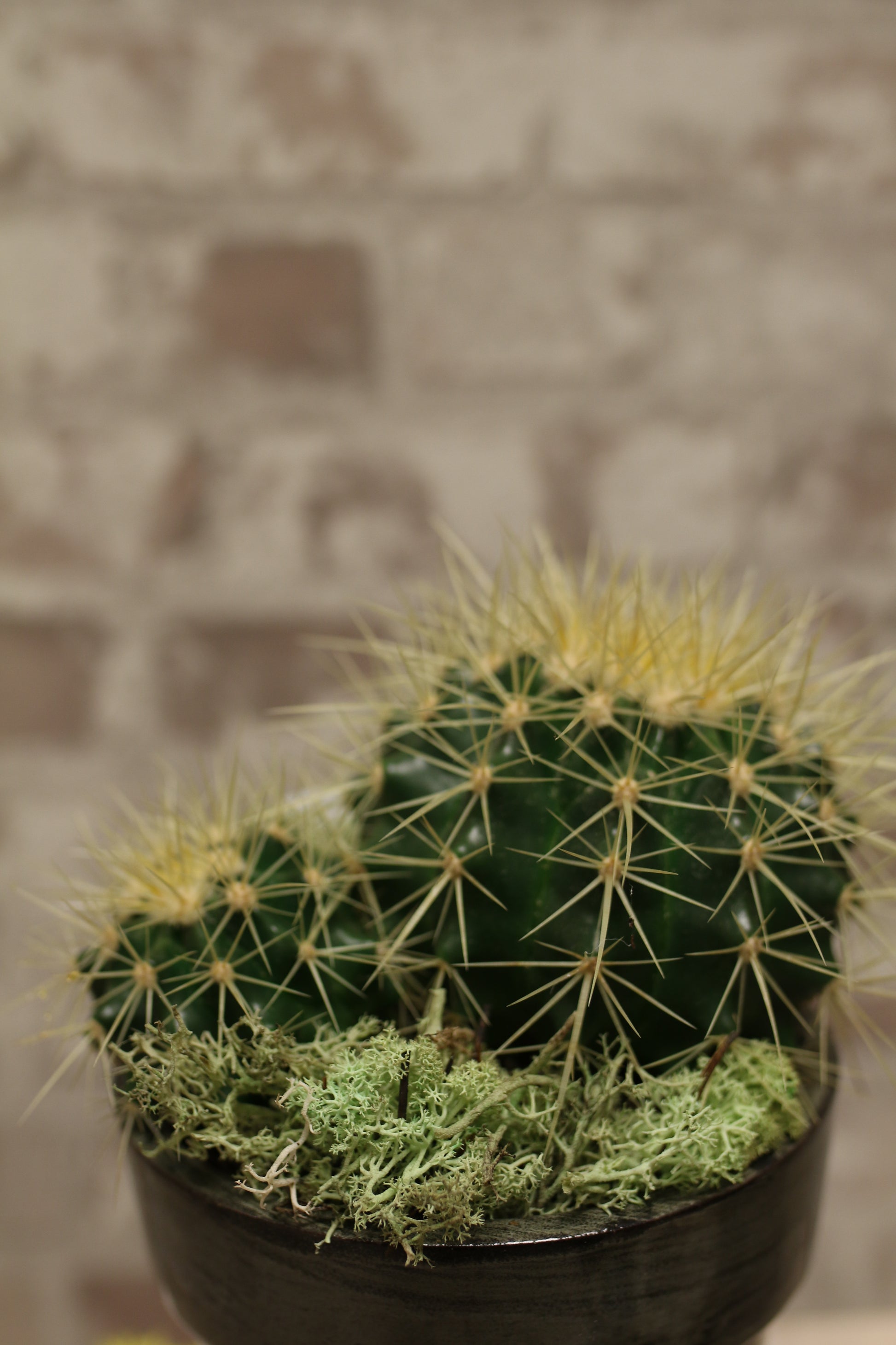 Golden Spire Cactus
