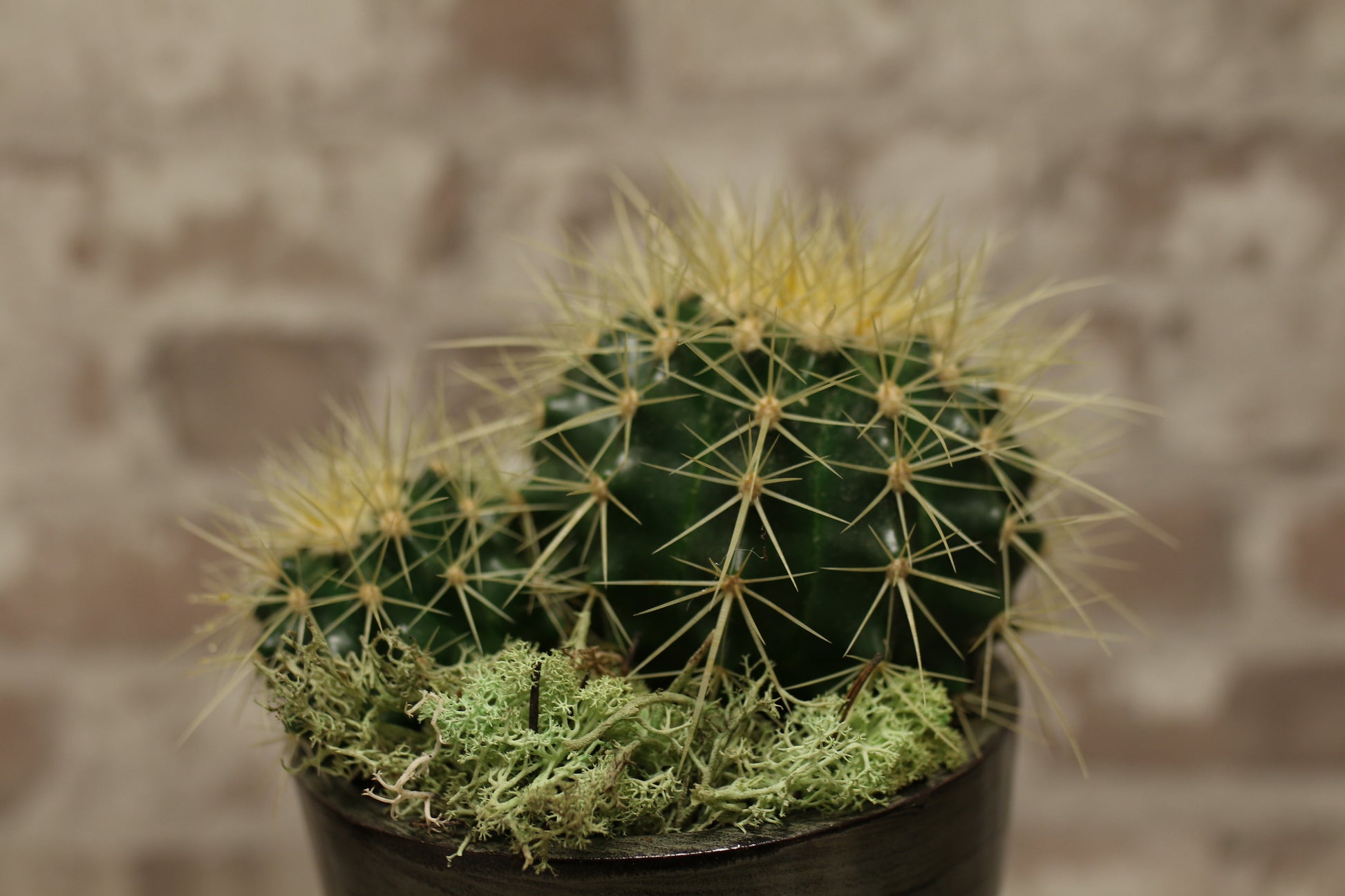Golden Spire Cactus