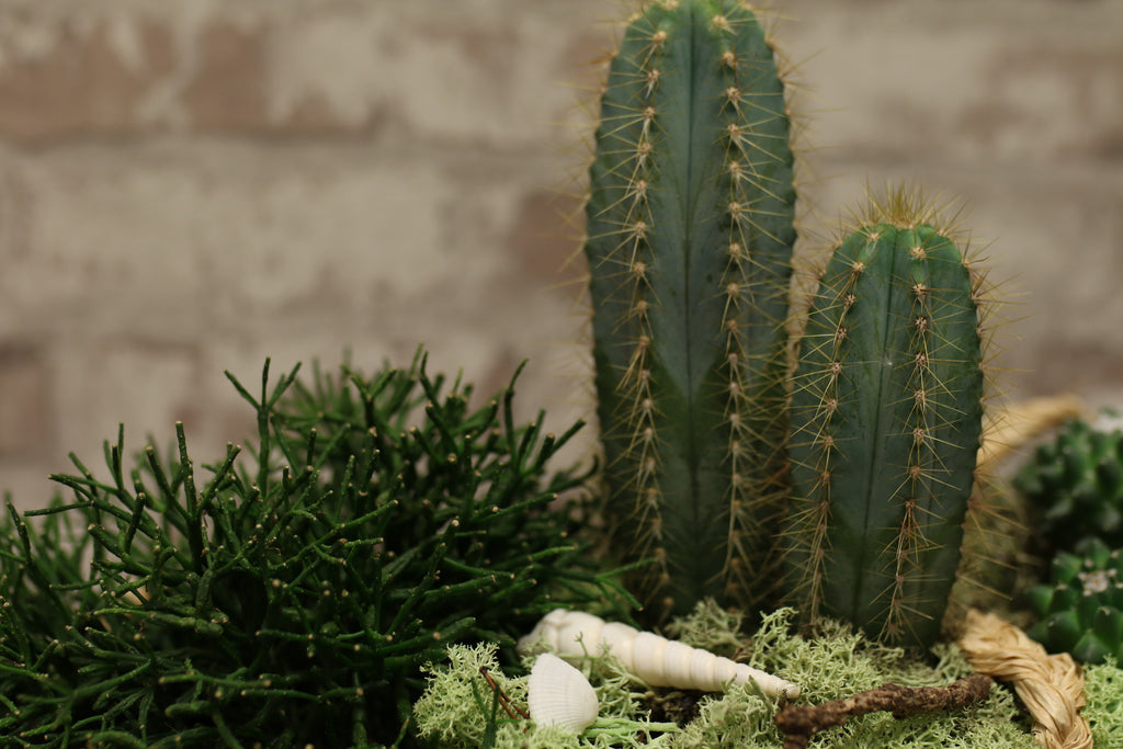 Botanical Boat – Mixed Cactus &amp; Succulent Arrangement