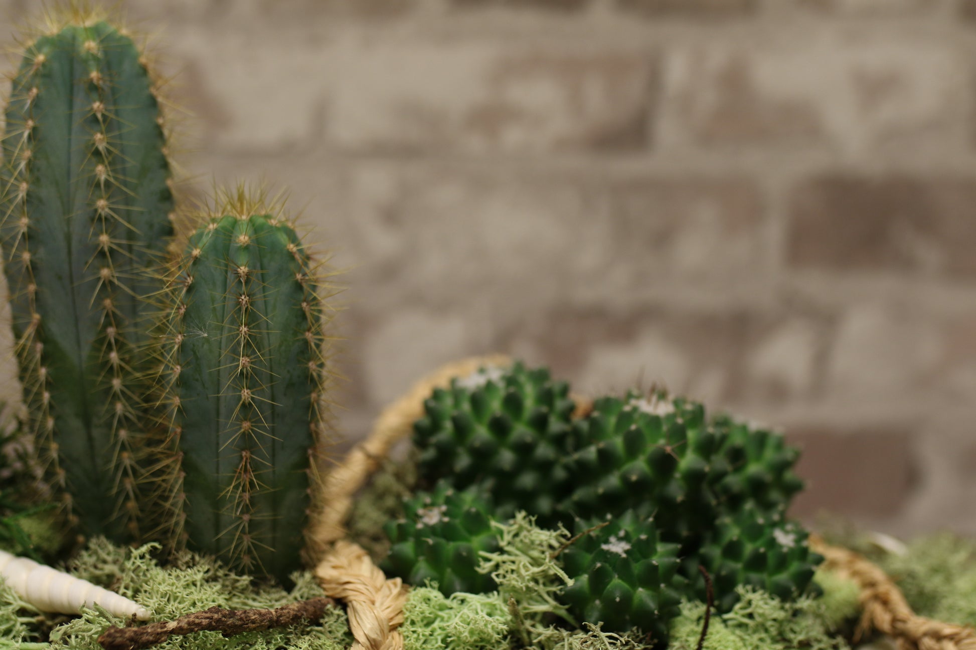 Botanical Boat – Mixed Cactus &amp; Succulent Arrangement