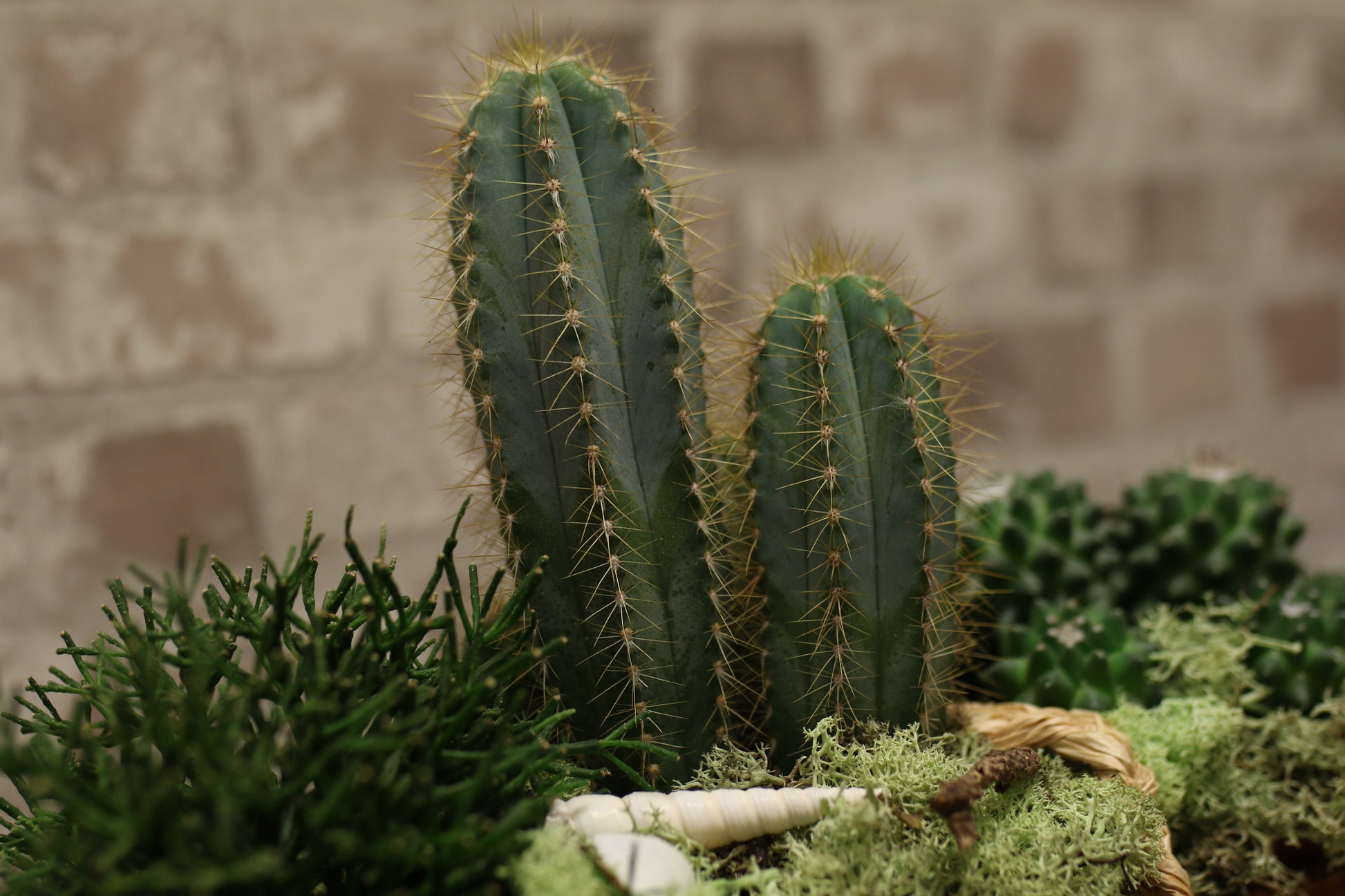 Botanical Boat – Mixed Cactus &amp; Succulent Arrangement
