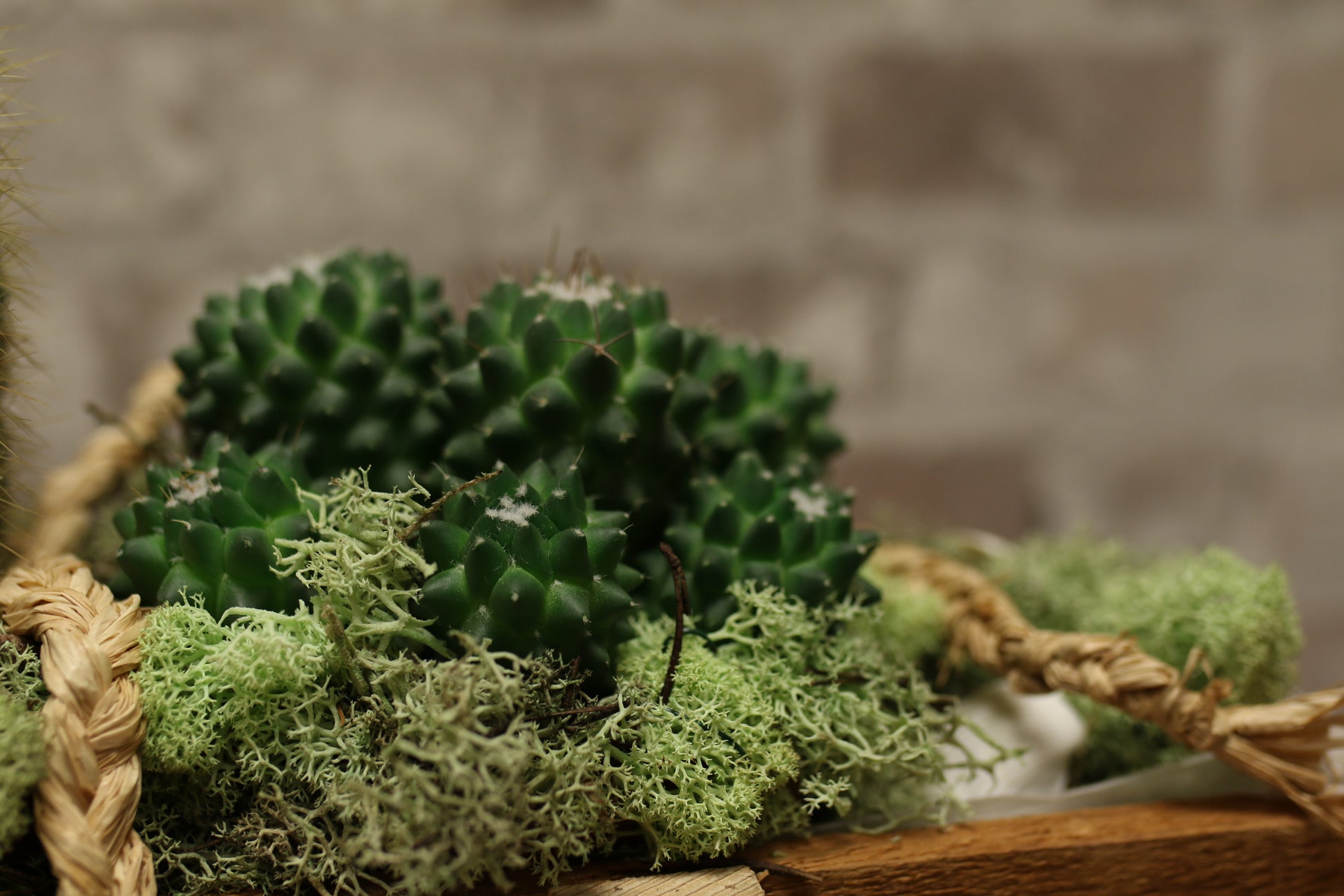 Botanical Boat – Mixed Cactus &amp; Succulent Arrangement