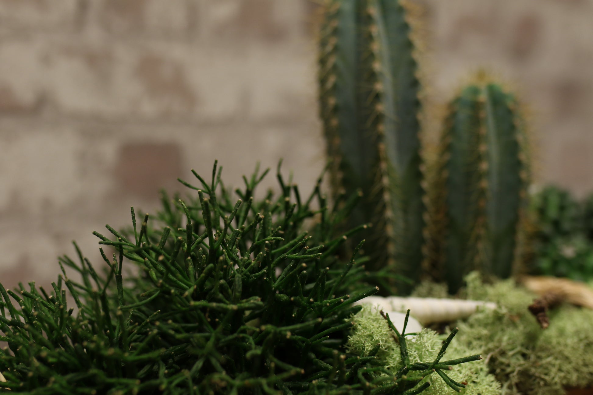 Botanical Boat – Mixed Cactus &amp; Succulent Arrangement