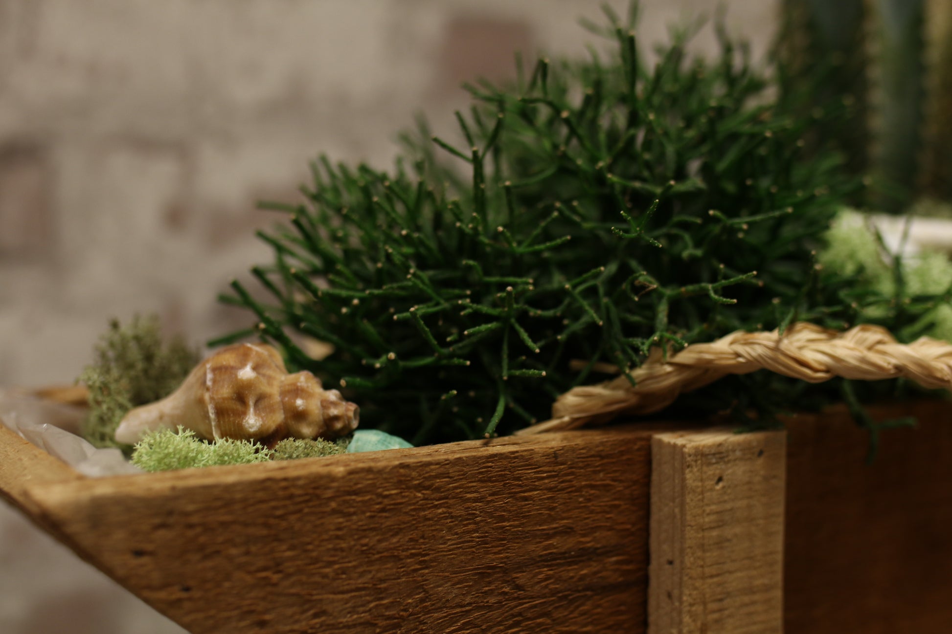 Botanical Boat – Mixed Cactus &amp; Succulent Arrangement
