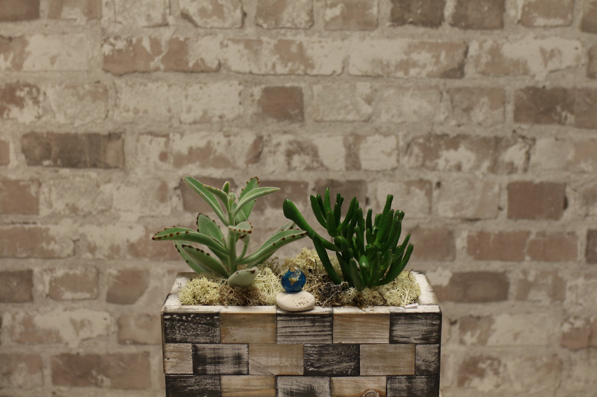Urban Earth – Succulent Pair in Textured Brick Planter