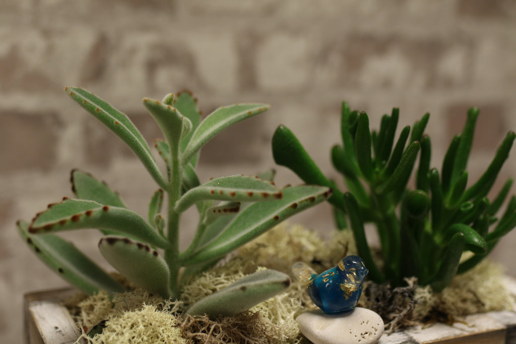 Urban Earth – Succulent Pair in Textured Brick Planter