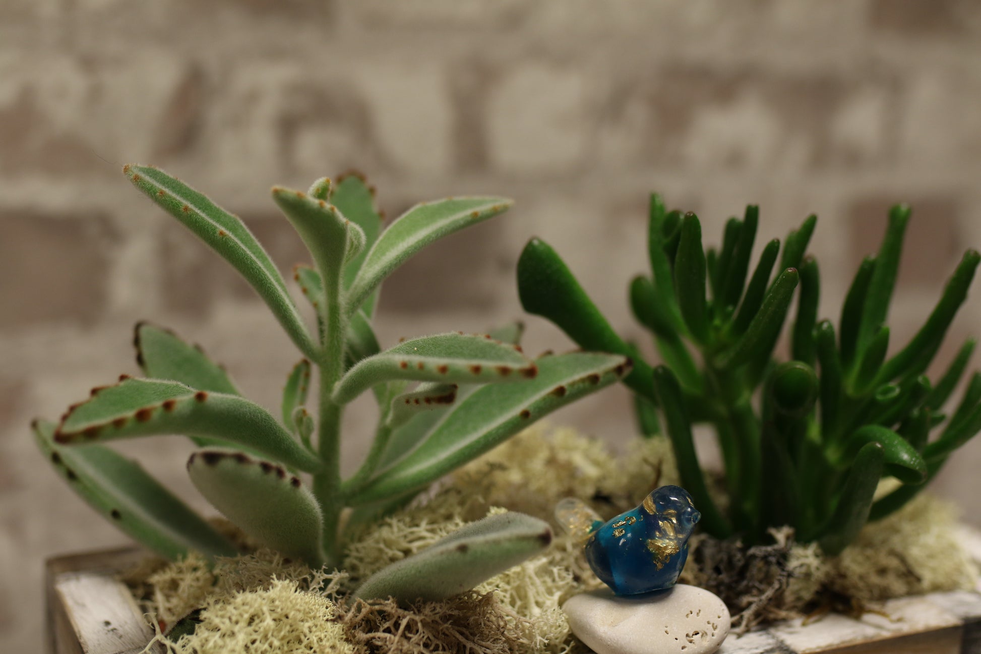 Urban Earth – Succulent Pair in Textured Brick Planter