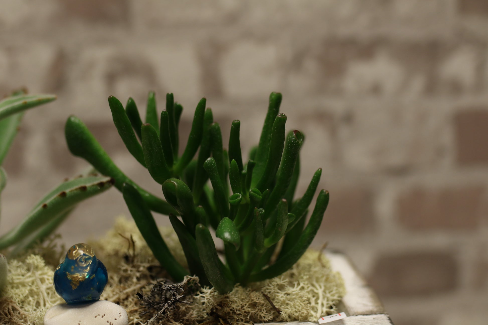 Urban Earth – Succulent Pair in Textured Brick Planter