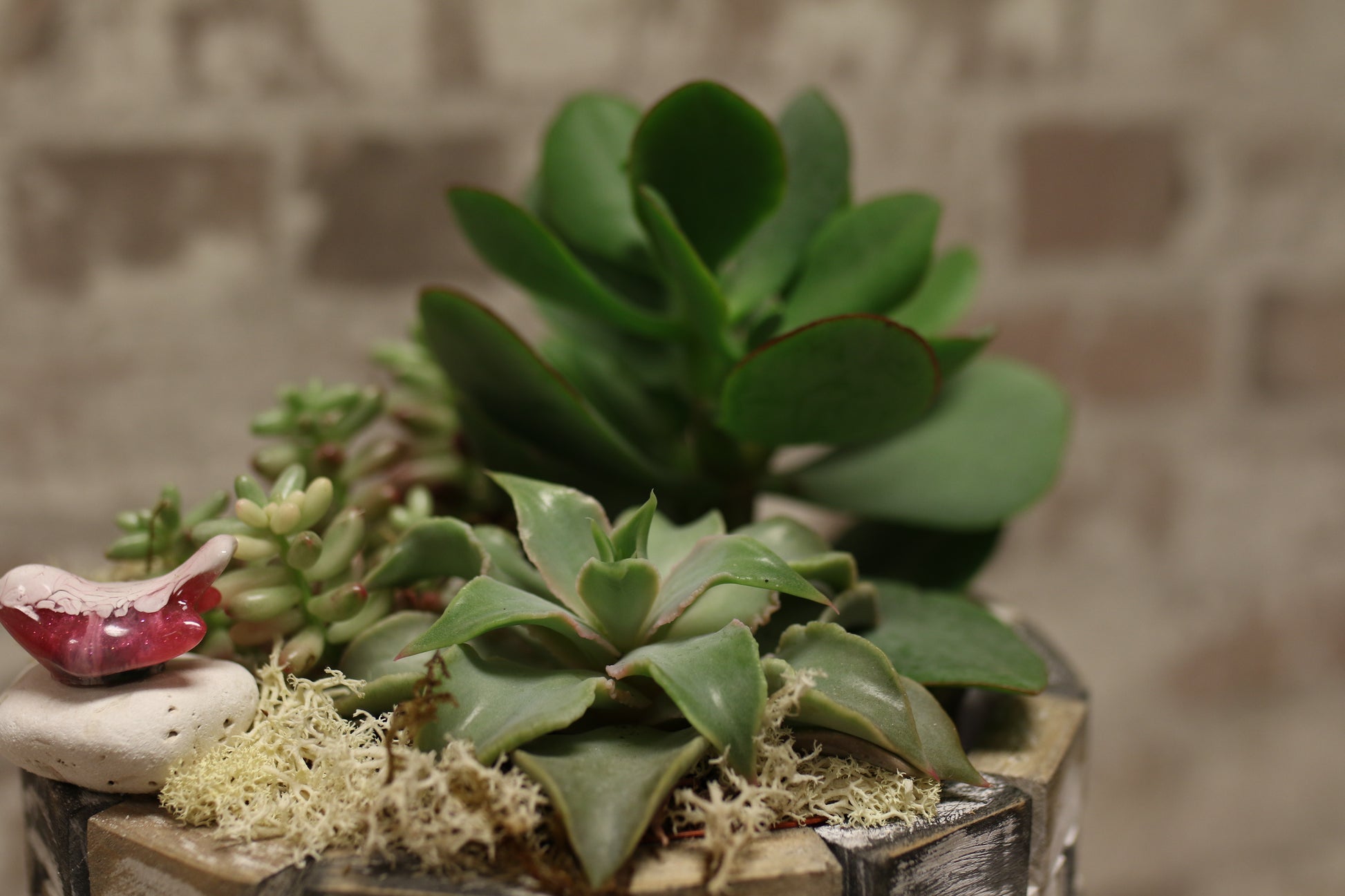 Sculpted Succulent Garden – Round Basket Planter