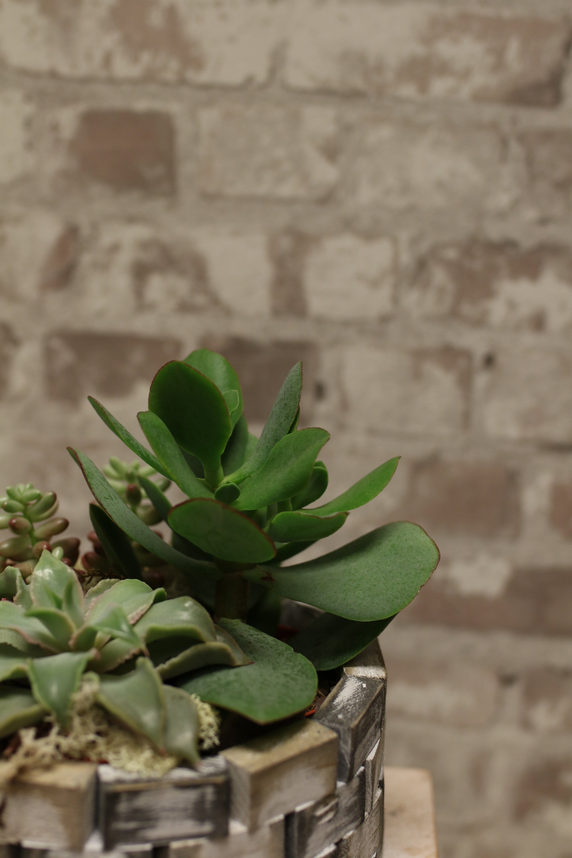 Sculpted Succulent Garden – Round Basket Planter