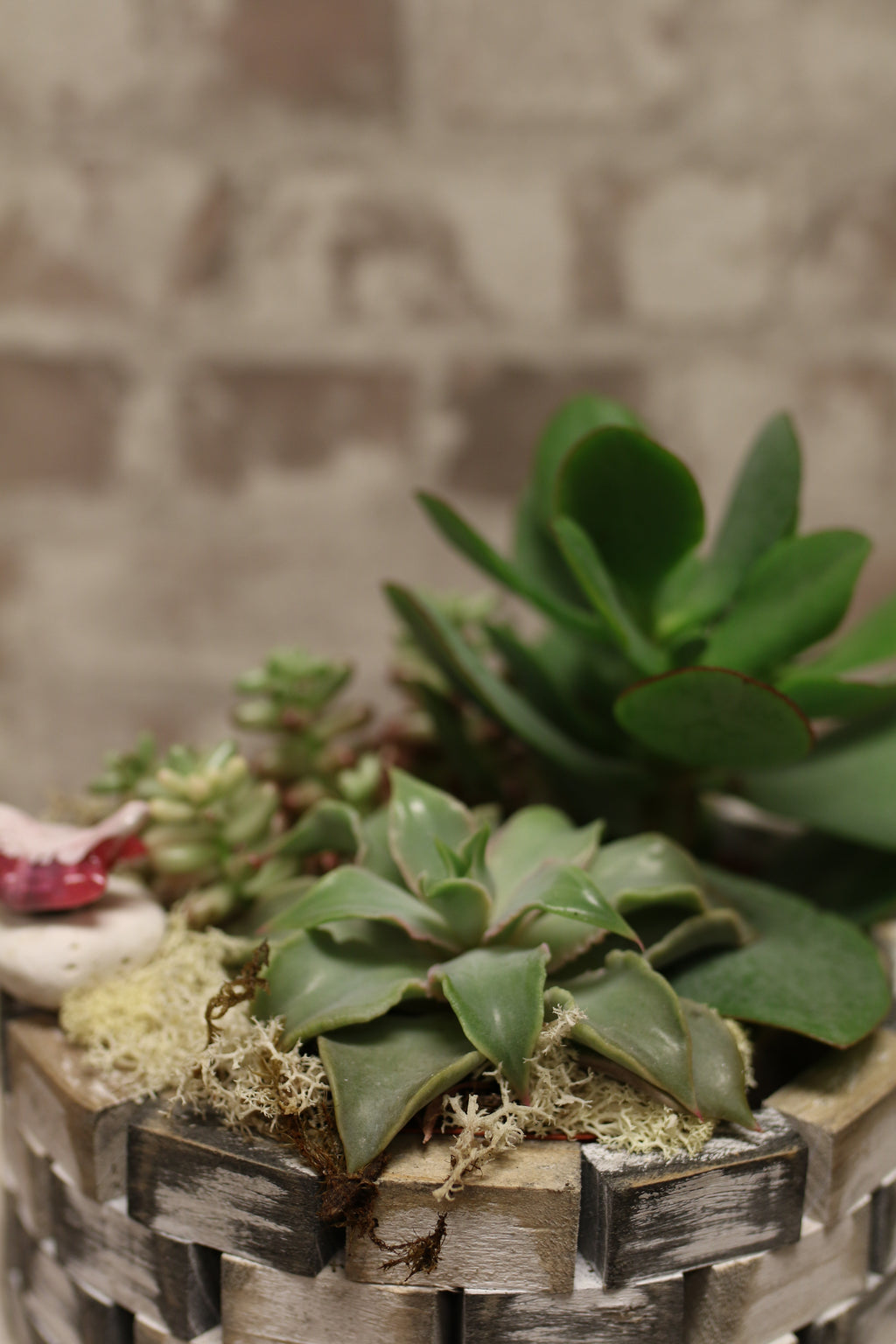 Sculpted Succulent Garden – Round Basket Planter