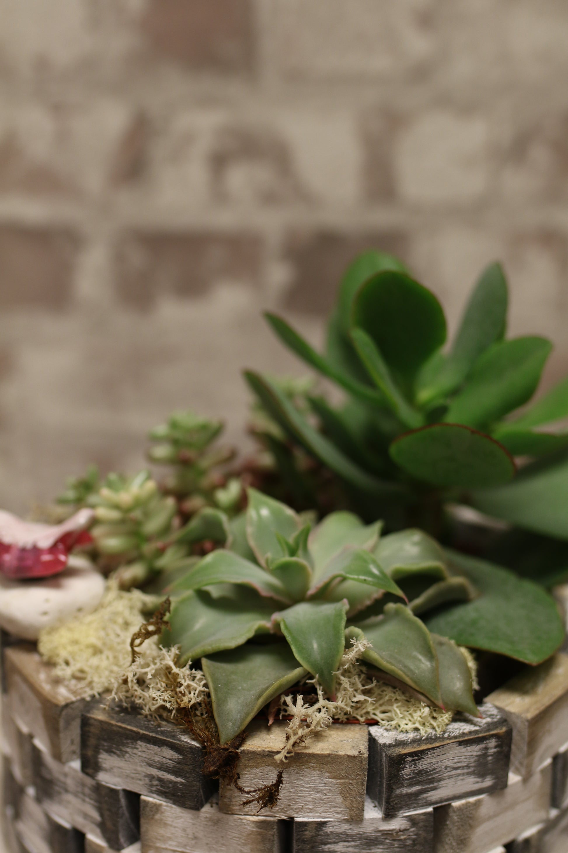 Sculpted Succulent Garden – Round Basket Planter