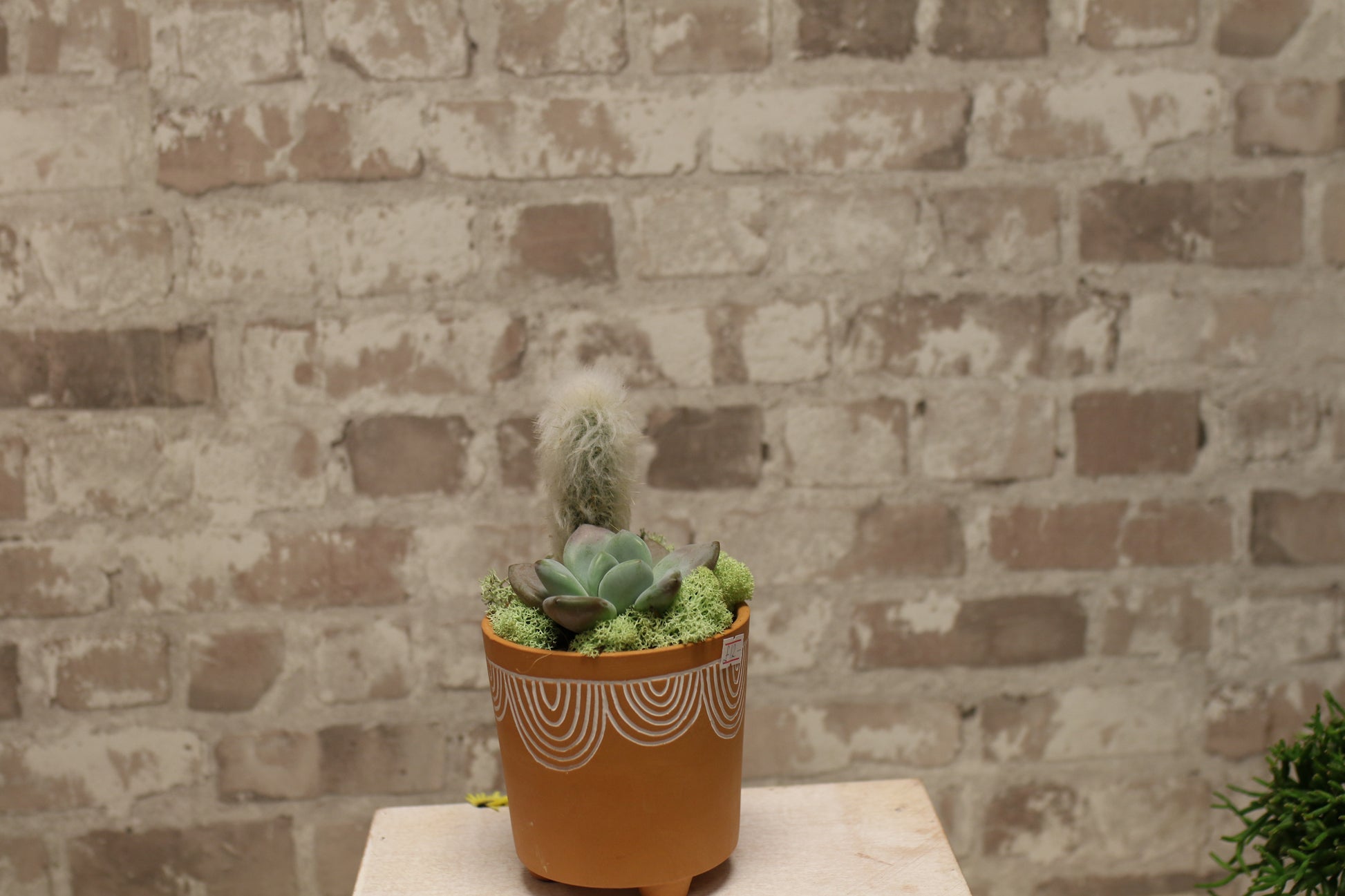 Terracotta Bloom – Succulent &amp; Cactus Mini Garden