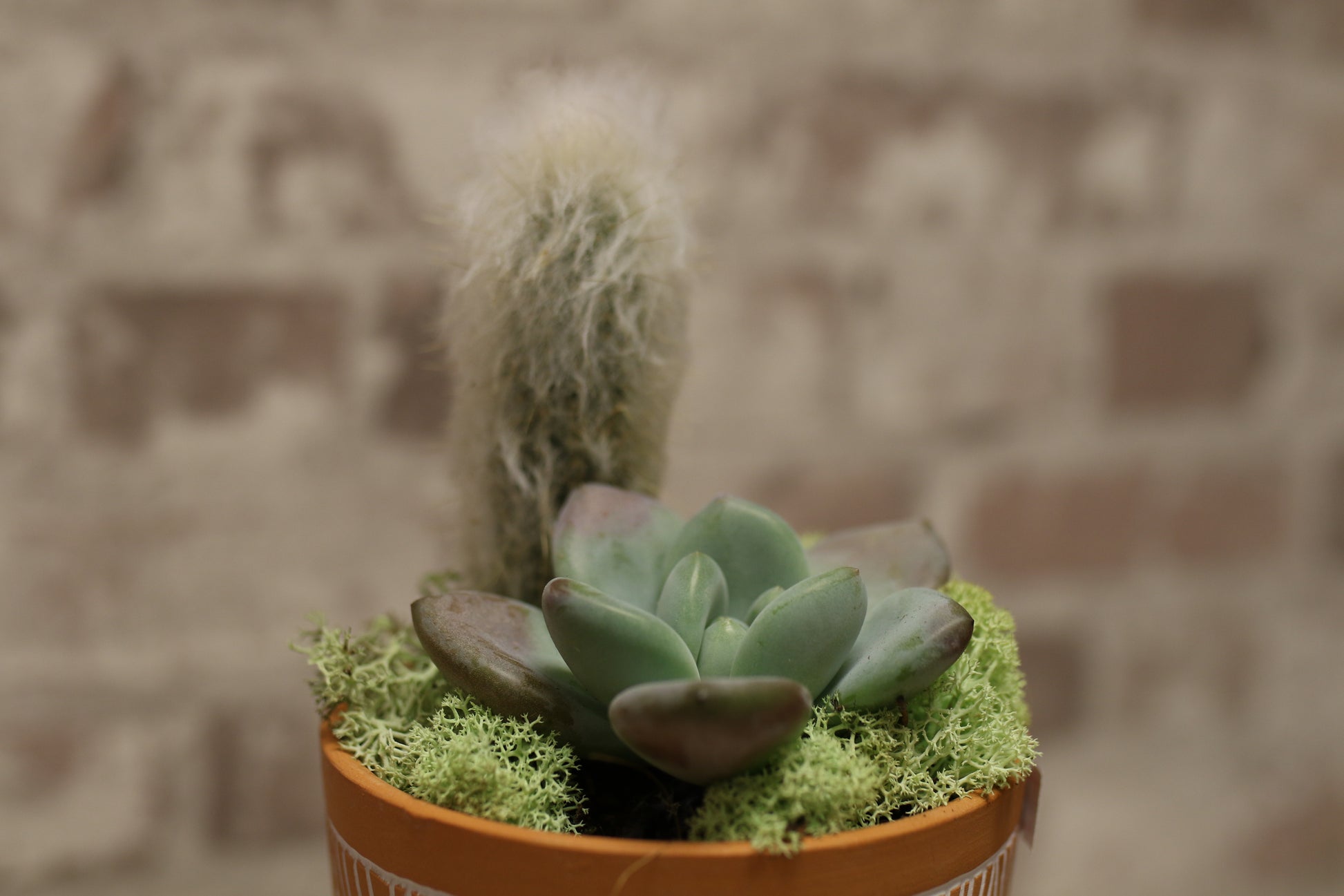 Terracotta Bloom – Succulent &amp; Cactus Mini Garden