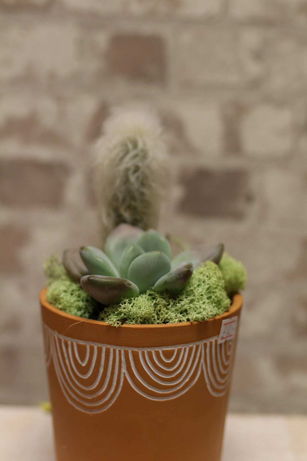 Terracotta Bloom – Succulent &amp; Cactus Mini Garden