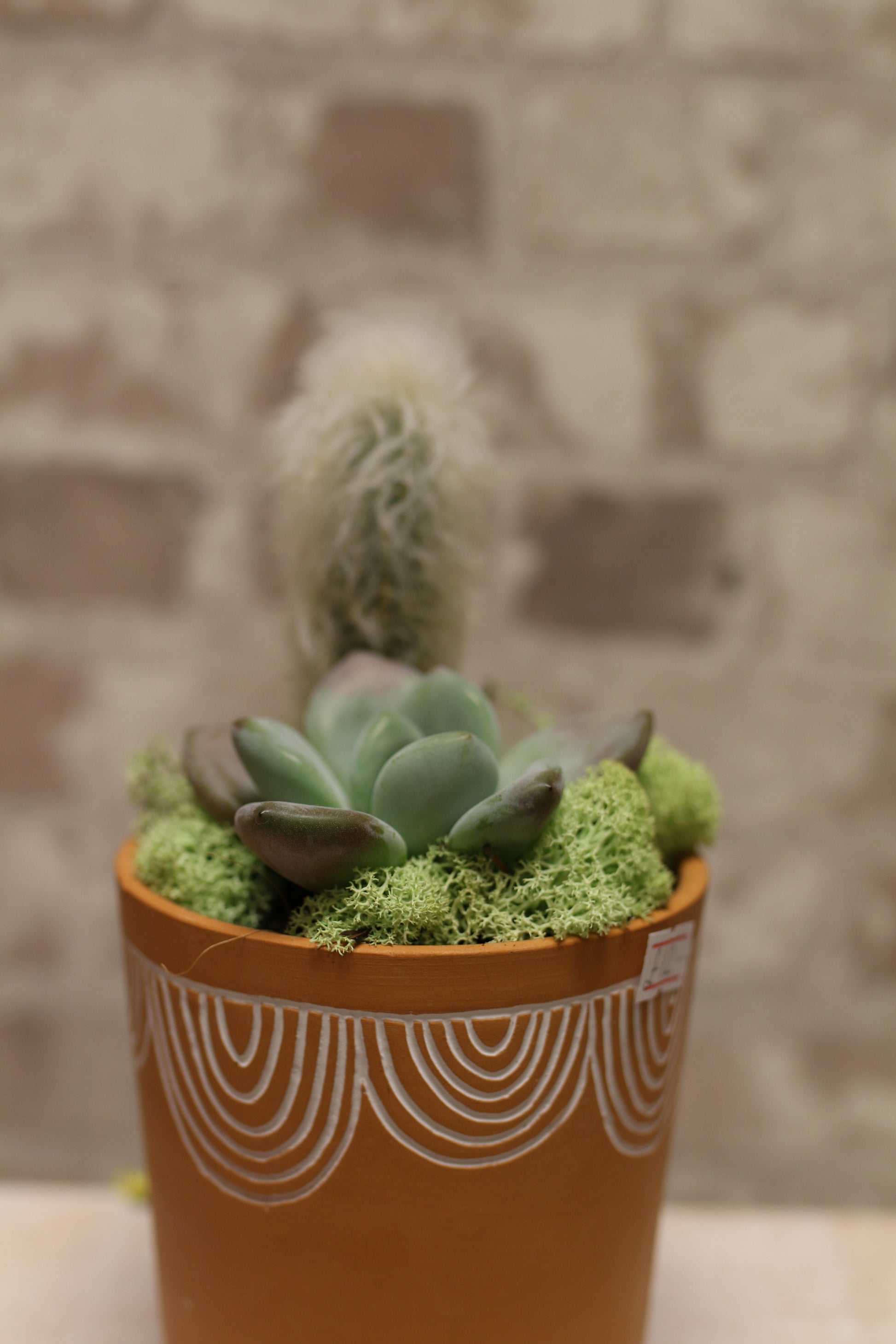 Terracotta Bloom – Succulent &amp; Cactus Mini Garden