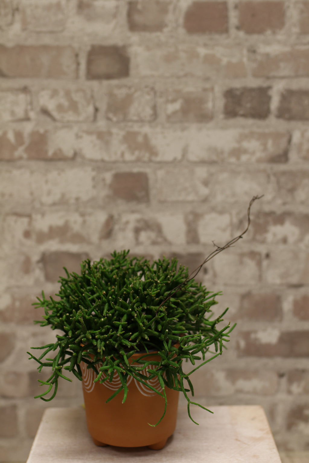 Wild Cascade – Rhipsalis Jungle Cactus