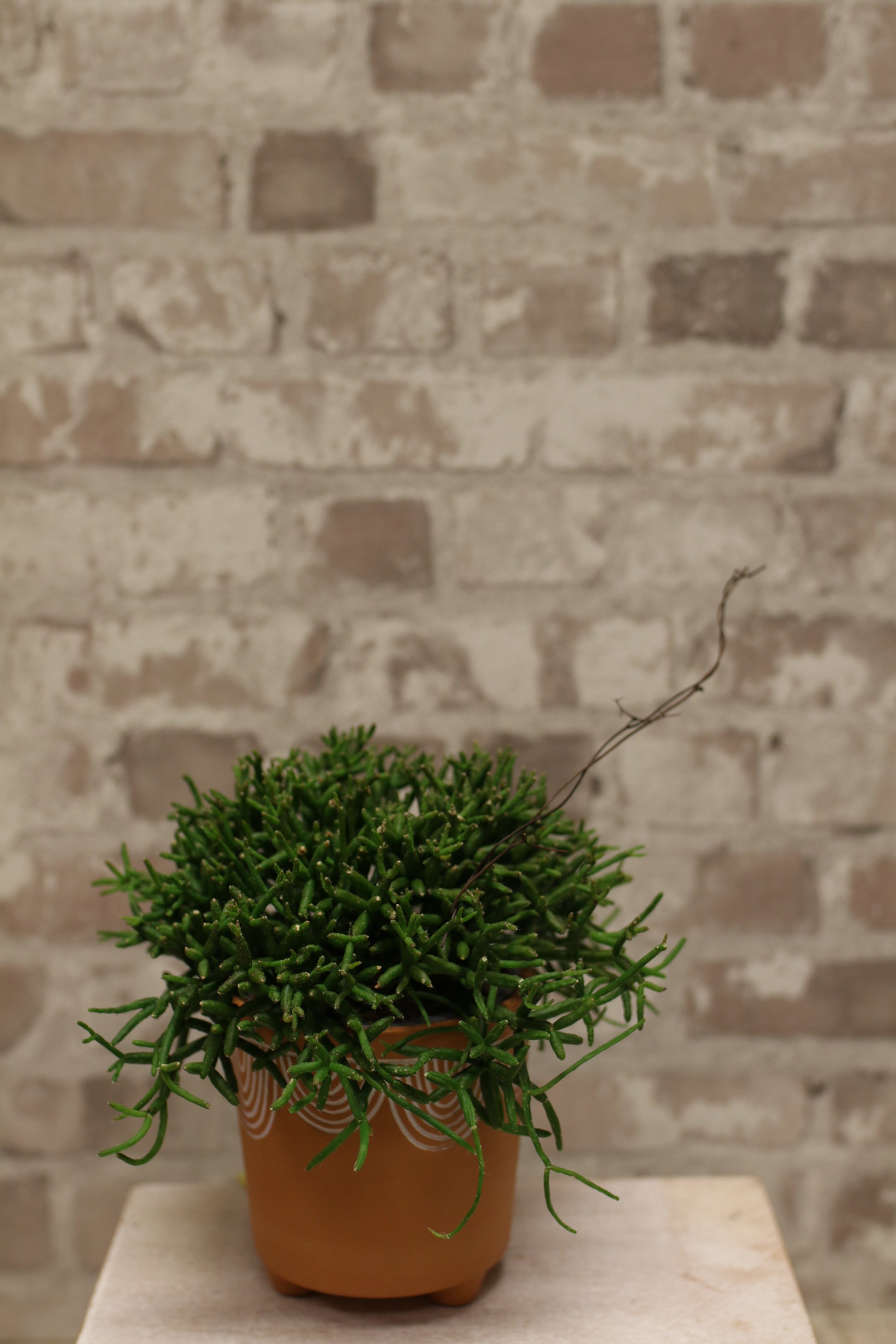 Wild Cascade – Rhipsalis Jungle Cactus