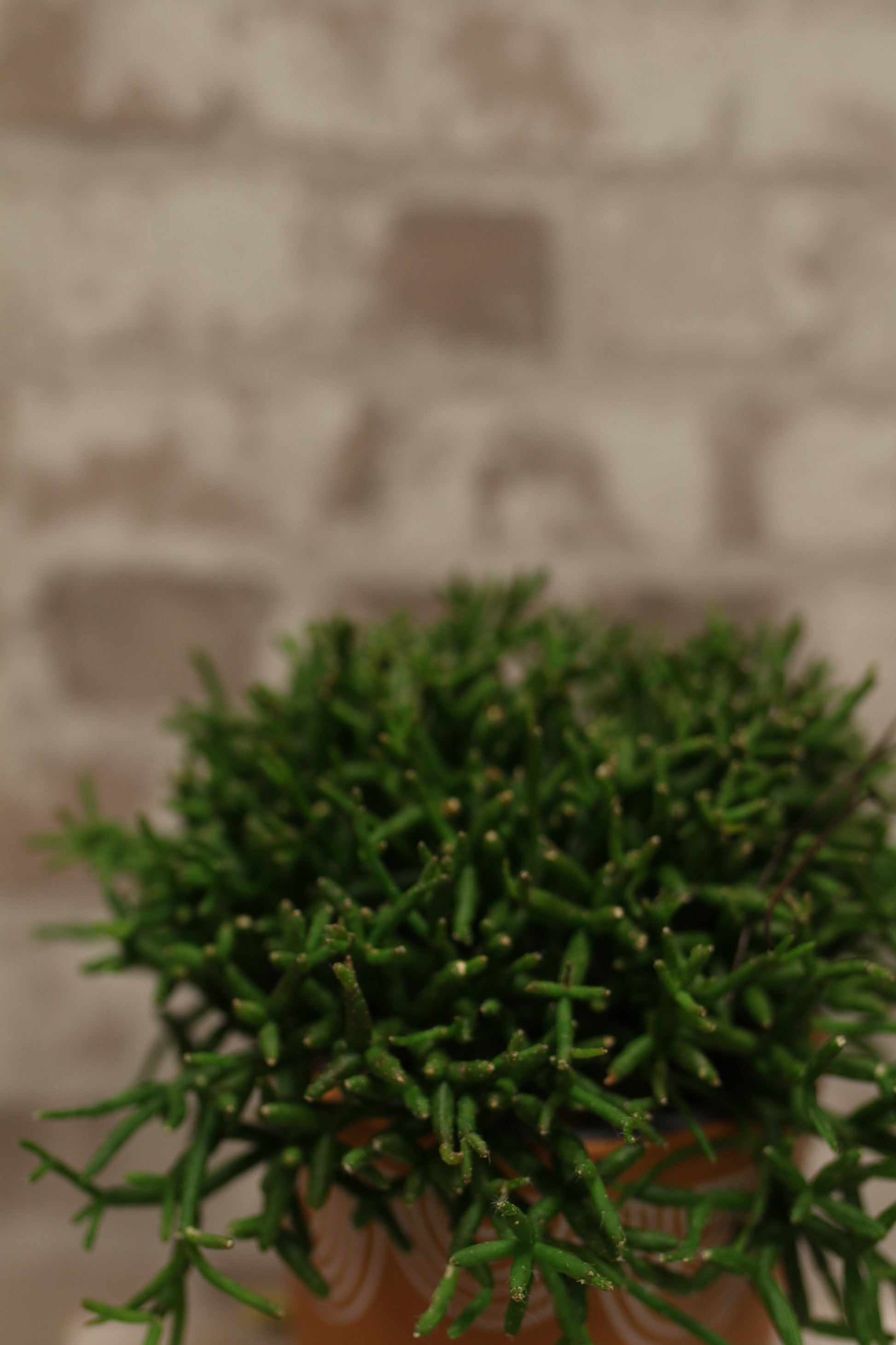 Wild Cascade – Rhipsalis Jungle Cactus