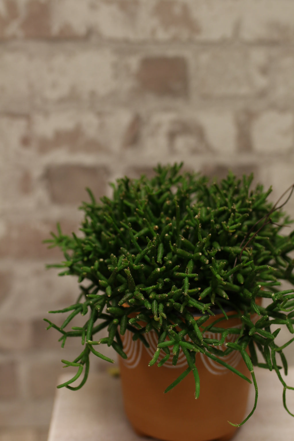 Wild Cascade – Rhipsalis Jungle Cactus