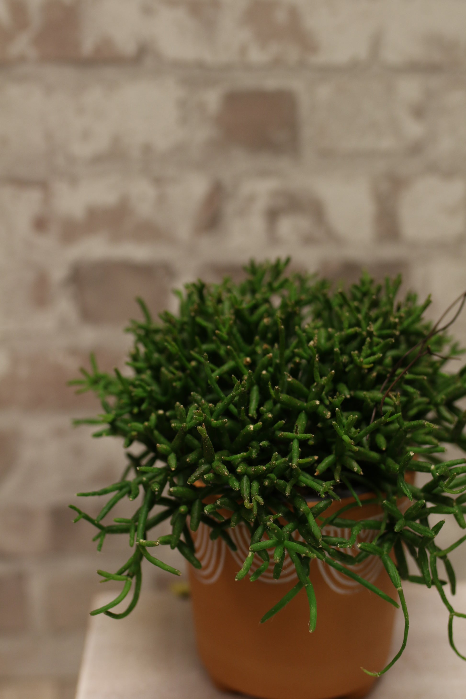 Wild Cascade – Rhipsalis Jungle Cactus