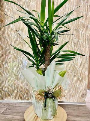 Yucca Indoor Plant