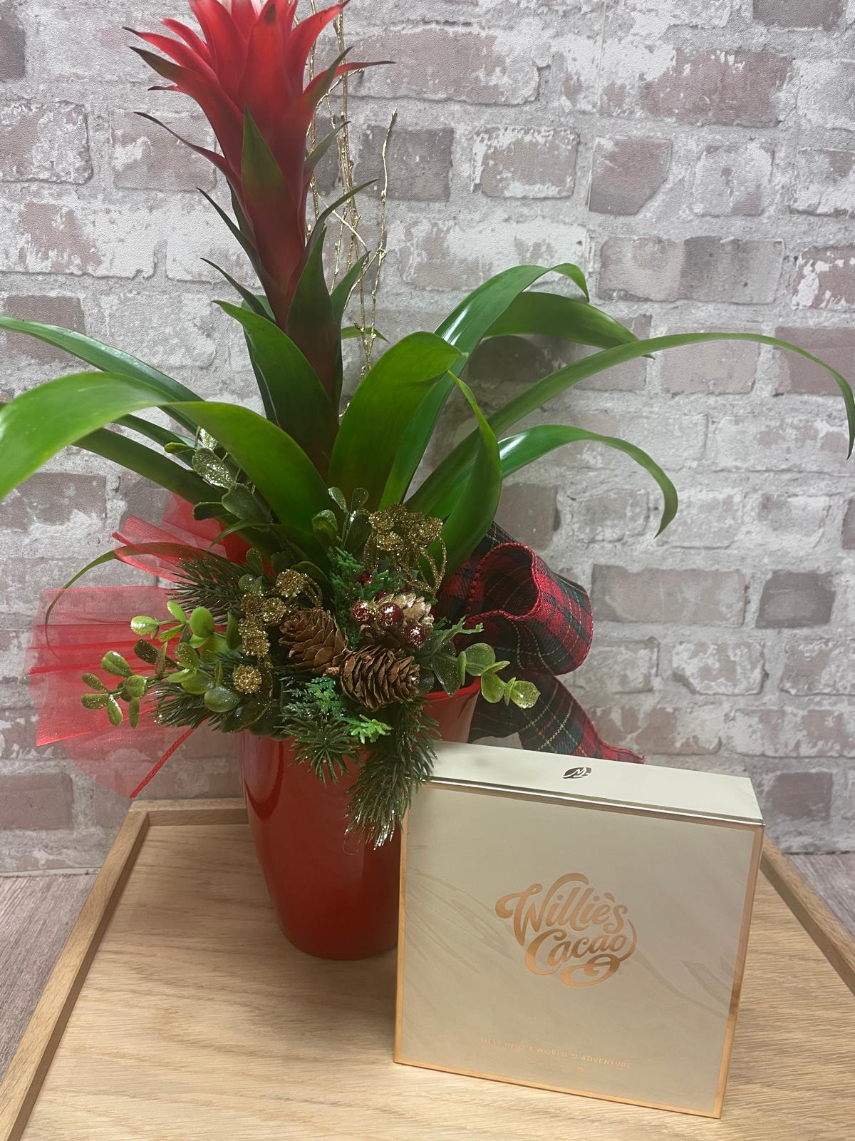 Bromelia plant and Willie's Cacao Praline Truffles, Dark Chocolate and Sea Salt