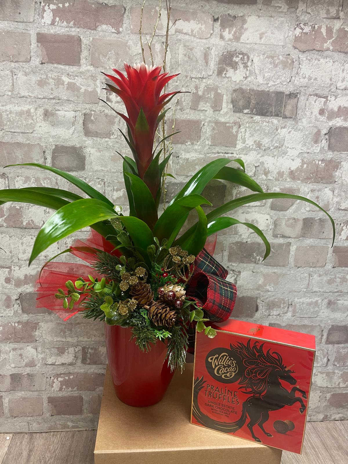 Bromelia plant and Willie's Cacao Praline Truffles, Dark Chocolate and Sea Salt