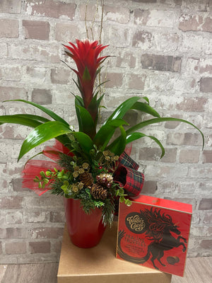 Bromelia plant and Willie's Cacao Praline Truffles, Dark Chocolate and Sea Salt